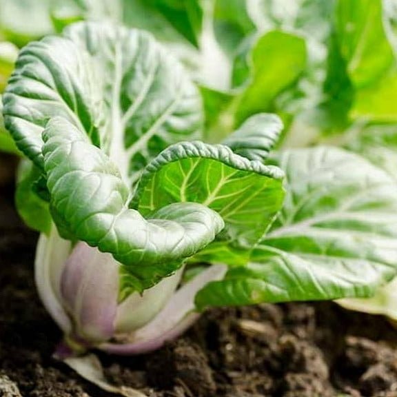 TomorrowSeeds - Baby White Stem Bok Choy Seeds - 2000+ Count - For 2026 Planting Extra Dwarf Pak