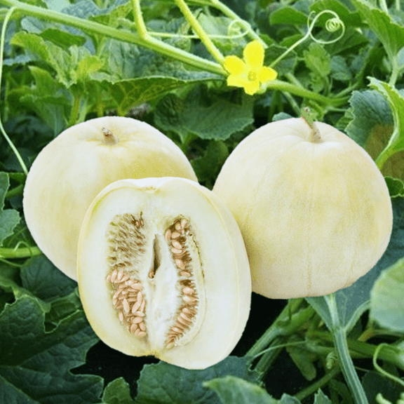 TomorrowSeeds - Bai Mibao Asian Melon Seeds - 45+ Count - For 2026 Planting White Thin-Wall
