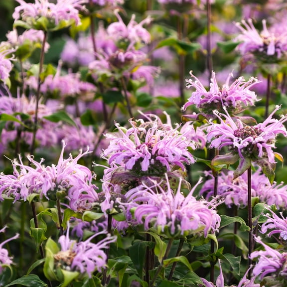TomorrowSeeds - Bee Balm (Wild Bergamot) Seeds - 6000+ Count - For 2025 Planting Pollinator Magnet