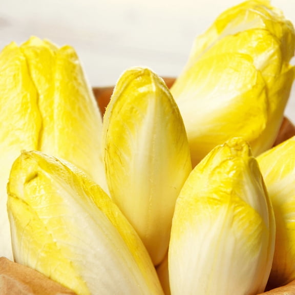 TomorrowSeeds - Belgian Endive (Witloof Chicory) Seeds - 3000+ Count - For 2026 Planting Pale Yellow