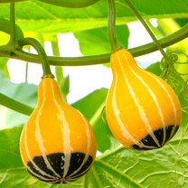 TomorrowSeeds - Bicolor Pear Ornamental Gourd Seeds - 30  Count - For 2025 Planting Yellow Green