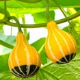 thumbnail image 1 of TomorrowSeeds - Bicolor Pear Ornamental Gourd Seeds - 60+ Count - For 2026 Planting Yellow Green, 1 of 9
