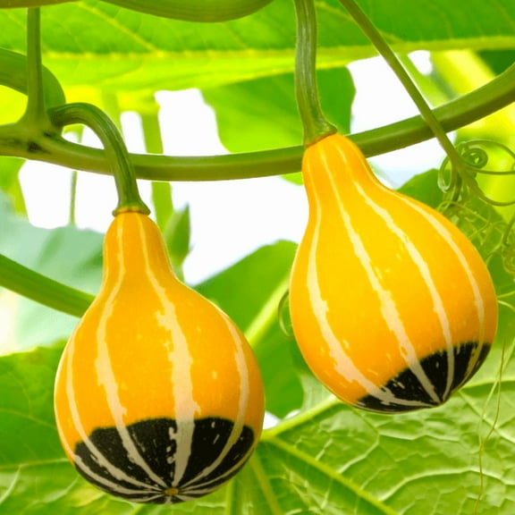 TomorrowSeeds - Bicolor Pear Ornamental Gourd Seeds - 60+ Count - For 2026 Planting Yellow Green