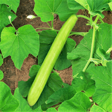 TomorrowSeeds - Big Green Sausage Bottle Gourd Seeds - 10+ Count - For 2025 Planting Lagenaria