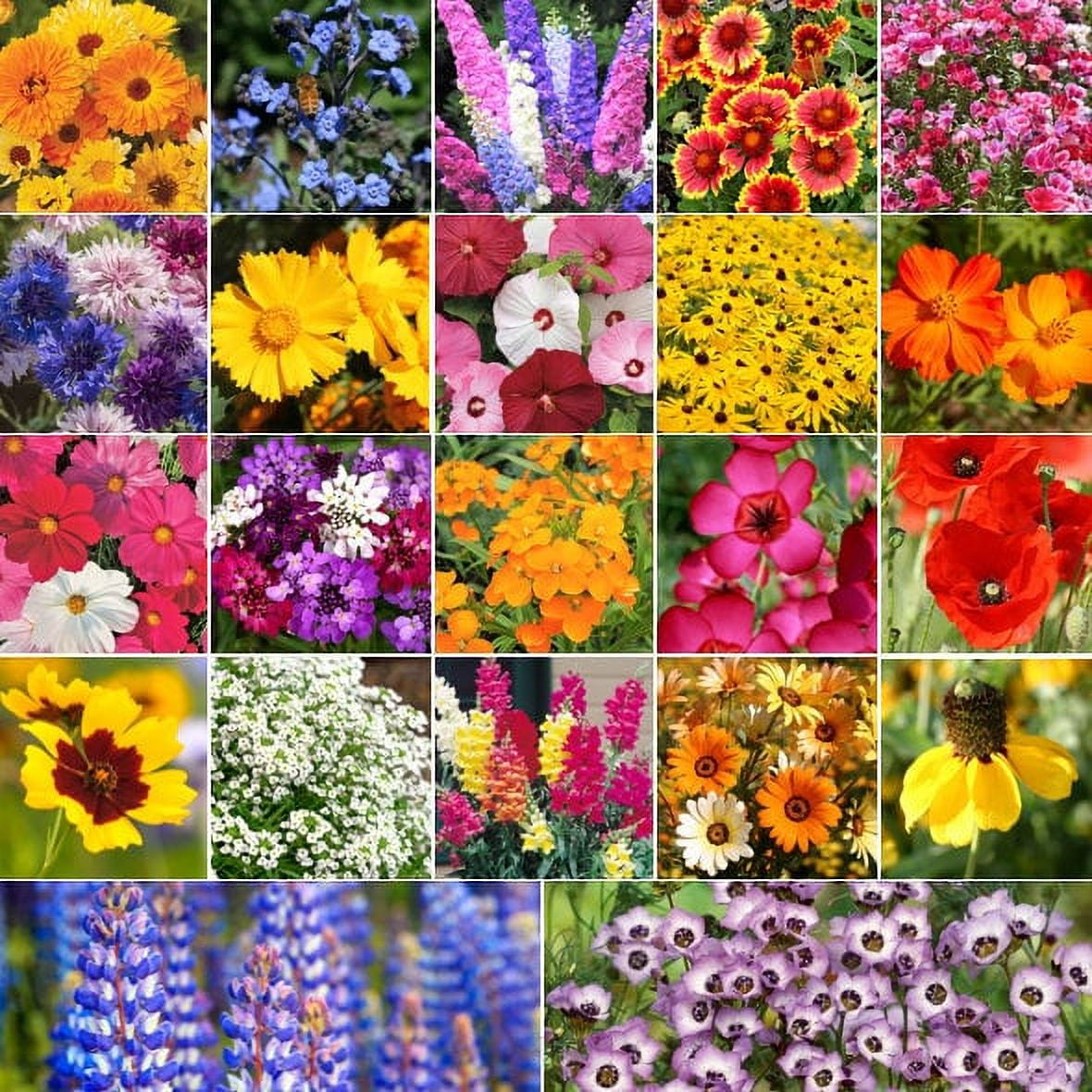 TomorrowSeeds Pollinator Mix Flower Seeds - 22 Species, 250+ Count ...