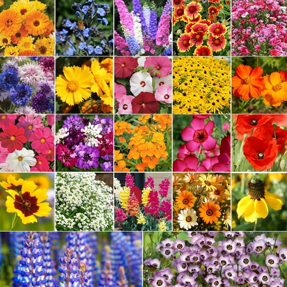 TomorrowSeeds - Birds, Bees, and Butterflies - Pollinators Mix Seeds - 1500+ Count - For 2025 Planting