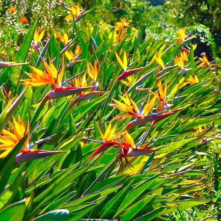 TomorrowSeeds - Birds of Paradise Seeds - 15+ Count - For 2026 Planting Strelitzia Reginae Orange