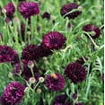 thumbnail image 1 of TomorrowSeeds - Black Ball Bachelor Button Seeds - 3000+ Count - For 2026 Planting Centaurea Cyanus, 1 of 9