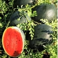TomorrowSeeds Black Diamond Watermelon Seeds 20+ Count Packet