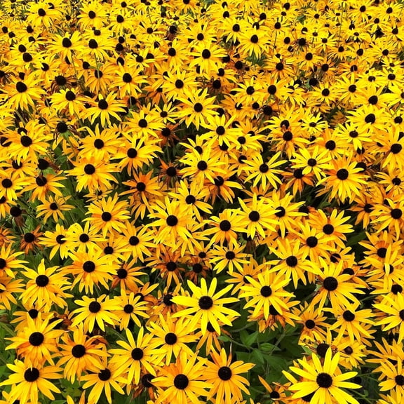 TomorrowSeeds - Black-Eyed Susan Seeds - 10,000+ Count - For 2026 Planting Rudbeckia Hirta Yellow