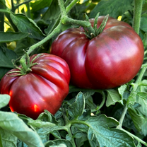 TomorrowSeeds - Black Krim Tomato Seeds - 500 Count - For 2026 Planting Purple Crimean Russian