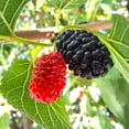 thumbnail image 1 of TomorrowSeeds - Black Mulberry Tree Seeds - 200+ Count - For 2026 Planting Morus Nigra Huge Sweet, 1 of 10