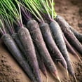 thumbnail image 1 of TomorrowSeeds - Black Nebula Carrot Seeds - 1000+ Count - For 2026 Planting Noir Galaxy Obsidian, 1 of 9