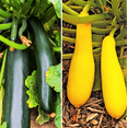thumbnail image 1 of TomorrowSeeds - Black and Yellow Summer Squash Seeds Mix - Combination Pack Seeds - 50+ Count, 1 of 11
