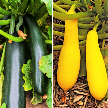 TomorrowSeeds - Black and Yellow Summer Squash Seeds Mix - Combination Pack Seeds - 50+ Count