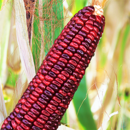 TomorrowSeeds - Bloody Butcher Red Ornamental Corn Seeds - 90+ Count - For 2026 Planting Jimmy Red