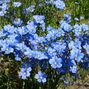 TomorrowSeeds - Blue Flax Wildflower Seeds - 5000+ Count - For 2026 Planting Linum Perenne Lewis