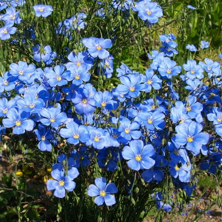 TomorrowSeeds - Blue Flax Wildflower Seeds - 5000+ Count - For 2026 Planting Linum Perenne Lewis