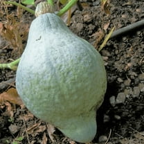 TomorrowSeeds - Blue Hubbard Squash Seeds - 40  Count - For 2026 Planting Winter Squash USA Garden