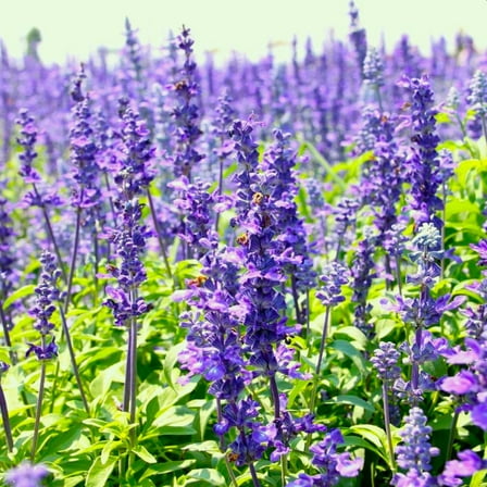 TomorrowSeeds - Blue Hyssop Seeds - 1500+ Count - For 2026 Planting Hyssopus Officinalis Oregano