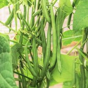 TomorrowSeeds - Blue Lake FM1K Green Bean Seeds - 90+ Count Packet - (Pole) Non GMO Stringless Vine Runner Beans FM-1K Garden Wax Bean Vegetable Seed 2024 Season