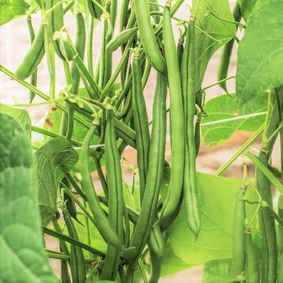 TomorrowSeeds - Blue Lake FM1k Green Bean (Pole) Seeds - 90+ Count - For 2026 Planting Non-GMO