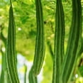 thumbnail image 1 of TomorrowSeeds - Bonanza Angled Luffa Gourd Seeds - 60+ Count - For 2025 Planting Ridged Angled, 1 of 9