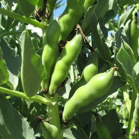 TomorrowSeeds - Broad Windsor Fava Bean Seeds - 20+ Count - For 2026 Planting Cold Tolerant Summer