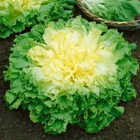 TomorrowSeeds - Broadleaf Batavian Endive Seeds - 1000+ Count - For 2026 Planting Escarole Curly