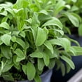 thumbnail image 1 of TomorrowSeeds - Broadleaf Sage Seeds - 1200+ Count - For 2026 Planting Salvia Perennial Heirloom, 1 of 11
