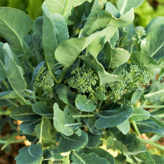 TomorrowSeeds - Broccoli Rabe (Rapini) Seeds - 1000+ Count - For 2025 Planting Spring Rapini