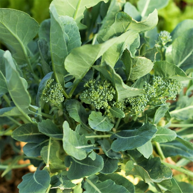 TomorrowSeeds Broccoli Rabe Seeds 1500+ Count Packet Broccoli