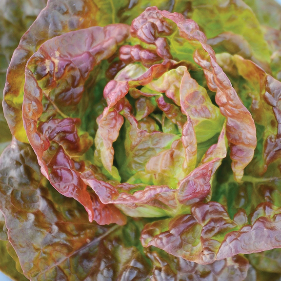 TomorrowSeeds - Bronze Mignonette Butterhead Lettuce Seeds - 1000+ Count - For 2025 Planting Lactuca