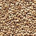 thumbnail image 1 of TomorrowSeeds - Brown Lentil Seeds - 500+ Count - For 2026 Planting Morton Daal Indian Dal Bean, 1 of 11