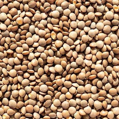 TomorrowSeeds - Brown Lentil Seeds - 500+ Count - For 2026 Planting Morton Daal Indian Dal Bean