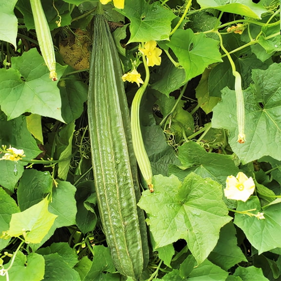 TomorrowSeeds - Buab Liam Angled Luffa Gourd Seeds - 30+ Count - For 2026 Planting Ridged Gourd Okra