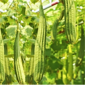 Loofah Seeds for Patio & Garden