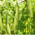 thumbnail image 1 of TomorrowSeeds - Buab Moom Angled Luffa Gourd Seeds - 30+ Count - For 2026 Planting Ridged Gourd Okra, 1 of 9