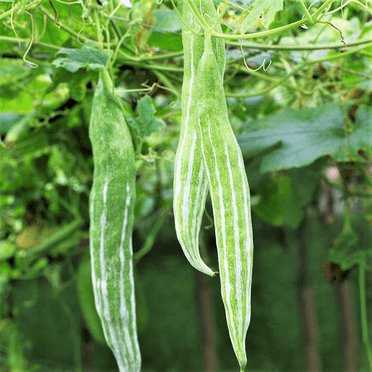 TomorrowSeeds - Buag Ngu Snake Gourd Seeds - 10+ Count - For 2025 Planting White Striped Green