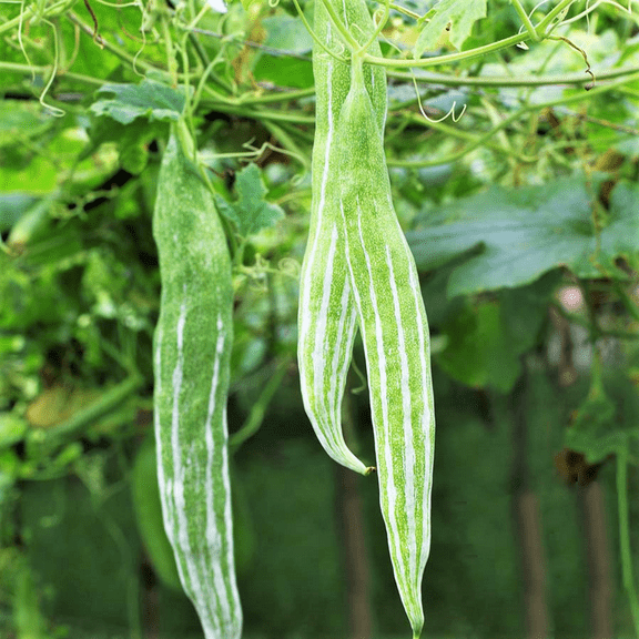 TomorrowSeeds - Buag Ngu Snake Gourd Seeds - 10+ Count - For 2025 Planting White Striped Green
