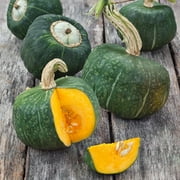 TomorrowSeeds - Burgess Buttercup Squash Seeds - 120+ Count - For 2026 Planting USA Garden Vegetable
