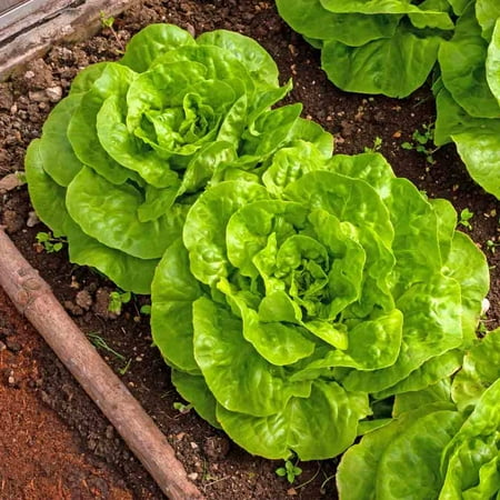TomorrowSeeds - Buttercrunch Butterhead Lettuce Seeds - 6000+ Count - For 2026 Planting USA Garden