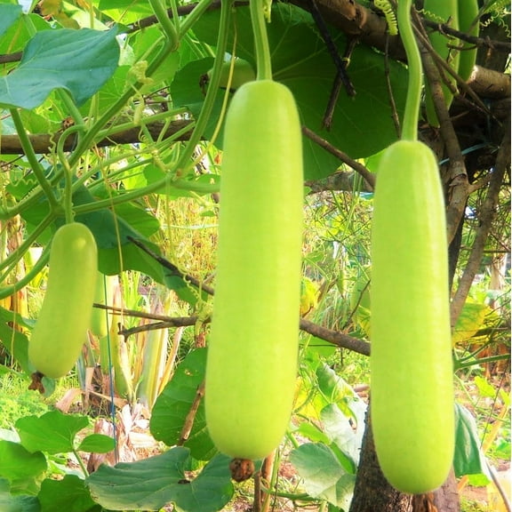 TomorrowSeeds - Calabash Bottle Gourd Seeds - 30+ Count - For 2026 Planting Lauki Dudhi Long Melon