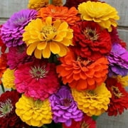 TomorrowSeeds - California Giants Mix Zinnia Seeds - 600+ Count Packet - Cut and Come Again Garden Rainbow Flowers Seed Sunflower Rose Plant Seed For 2024 Season