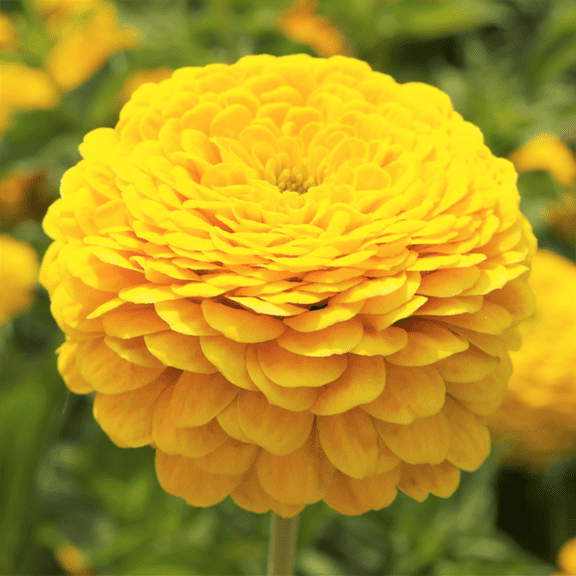 TomorrowSeeds - Canary Bird Zinnia Seeds - 1000+ Count - For 2026 Planting Yellow Zinnia Elegans