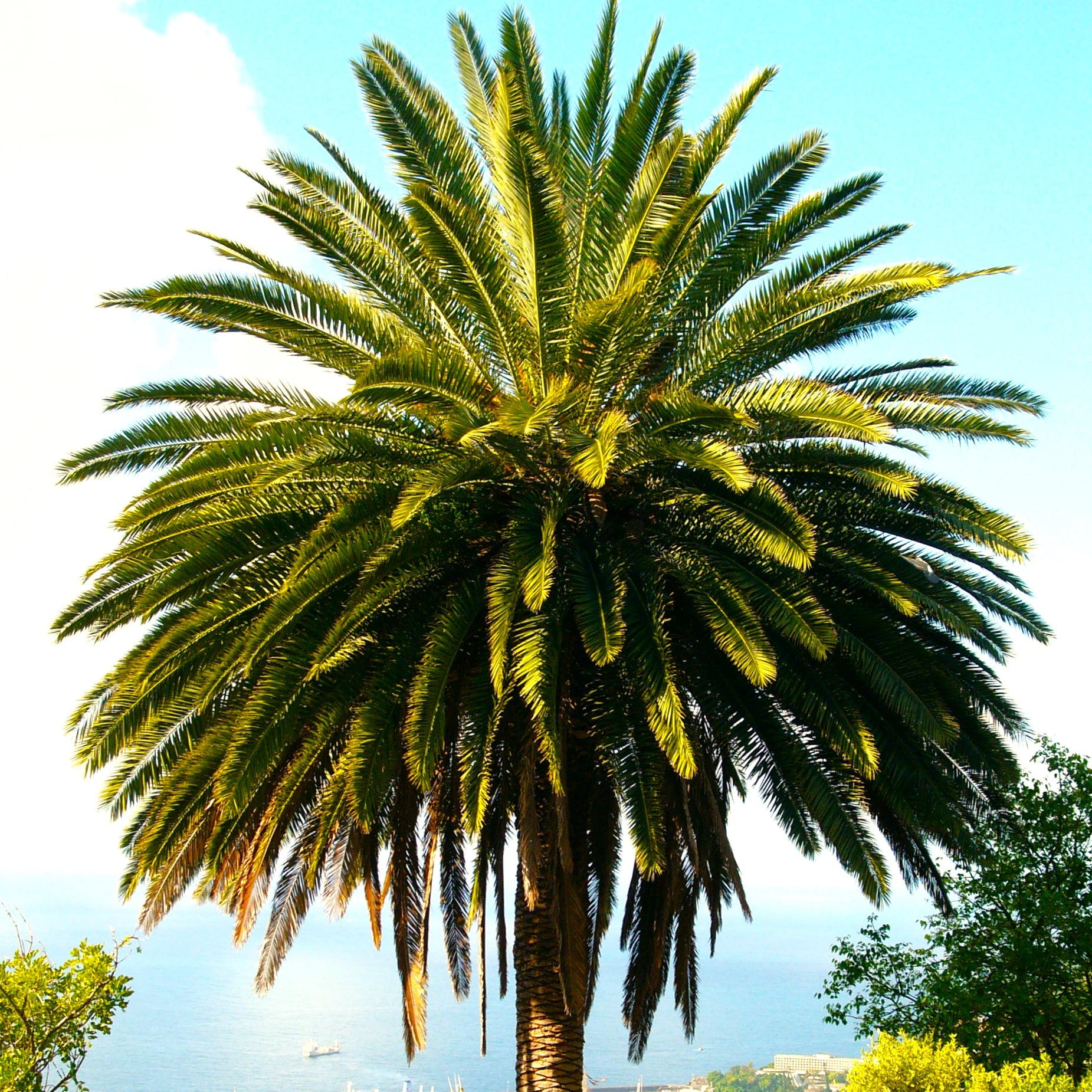 TomorrowSeeds Canary Island Date Palm Tree Seeds - Thumbnail 4