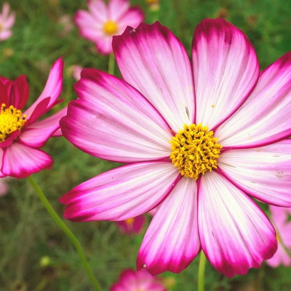 TomorrowSeeds - Candy Stripe Cosmos Seeds - 2000+ Count - For 2026 Planting USA Garden Flower