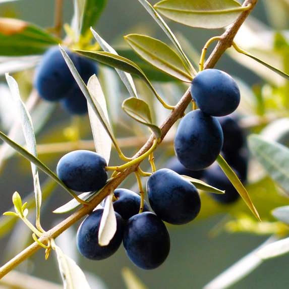 TomorrowSeeds - Canino Olive Tree Seeds - 30+ Count - For 2025 Planting Canina Tuscan Mediterranean