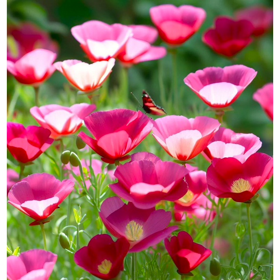 TomorrowSeeds - Carmine California Poppy Seeds - 6000+ Count - For 2026 Planting Pink Rose Purple