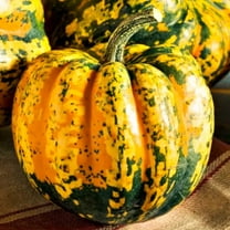 TomorrowSeeds - Carnival Squash Seeds - 30  Count - For 2025 Planting Festival Celebration Delicata